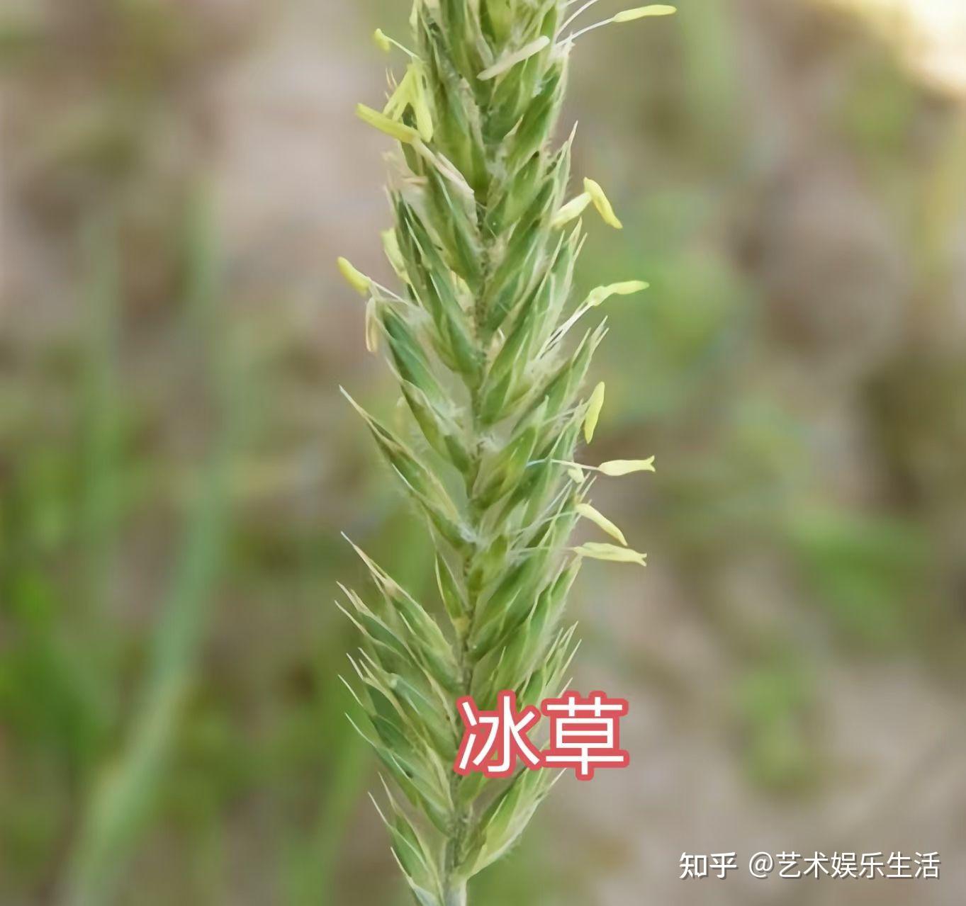 禾本科早熟禾亚科的72种代表植物 - 知乎