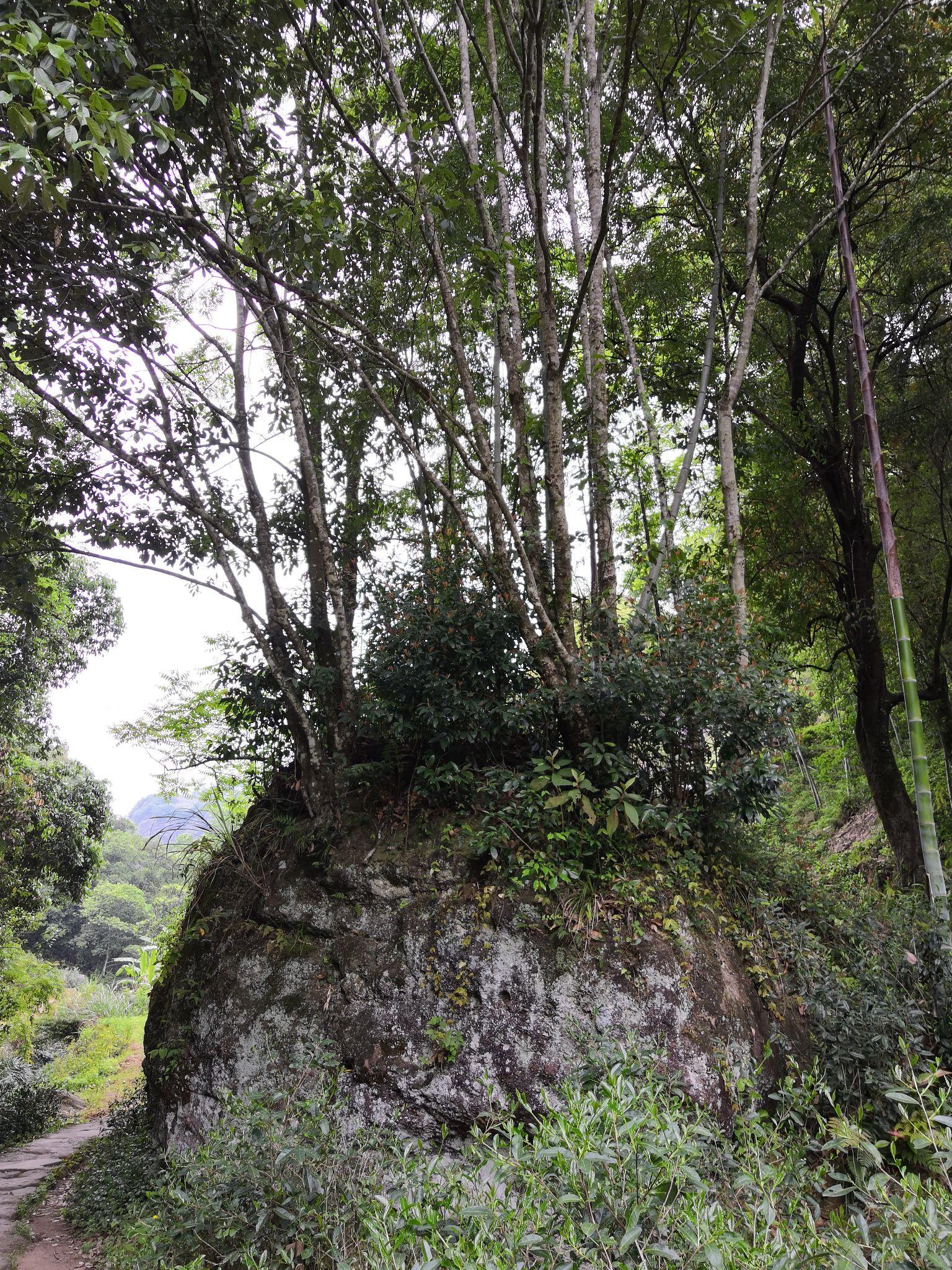 武夷山岩骨花香漫游道