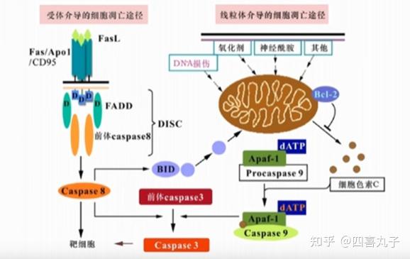 细胞凋亡与细胞坏死不同,细胞凋亡不是一件被动的过程,而是主动过程