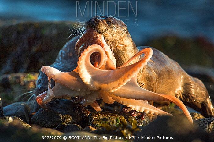 何时再见獭祭鱼