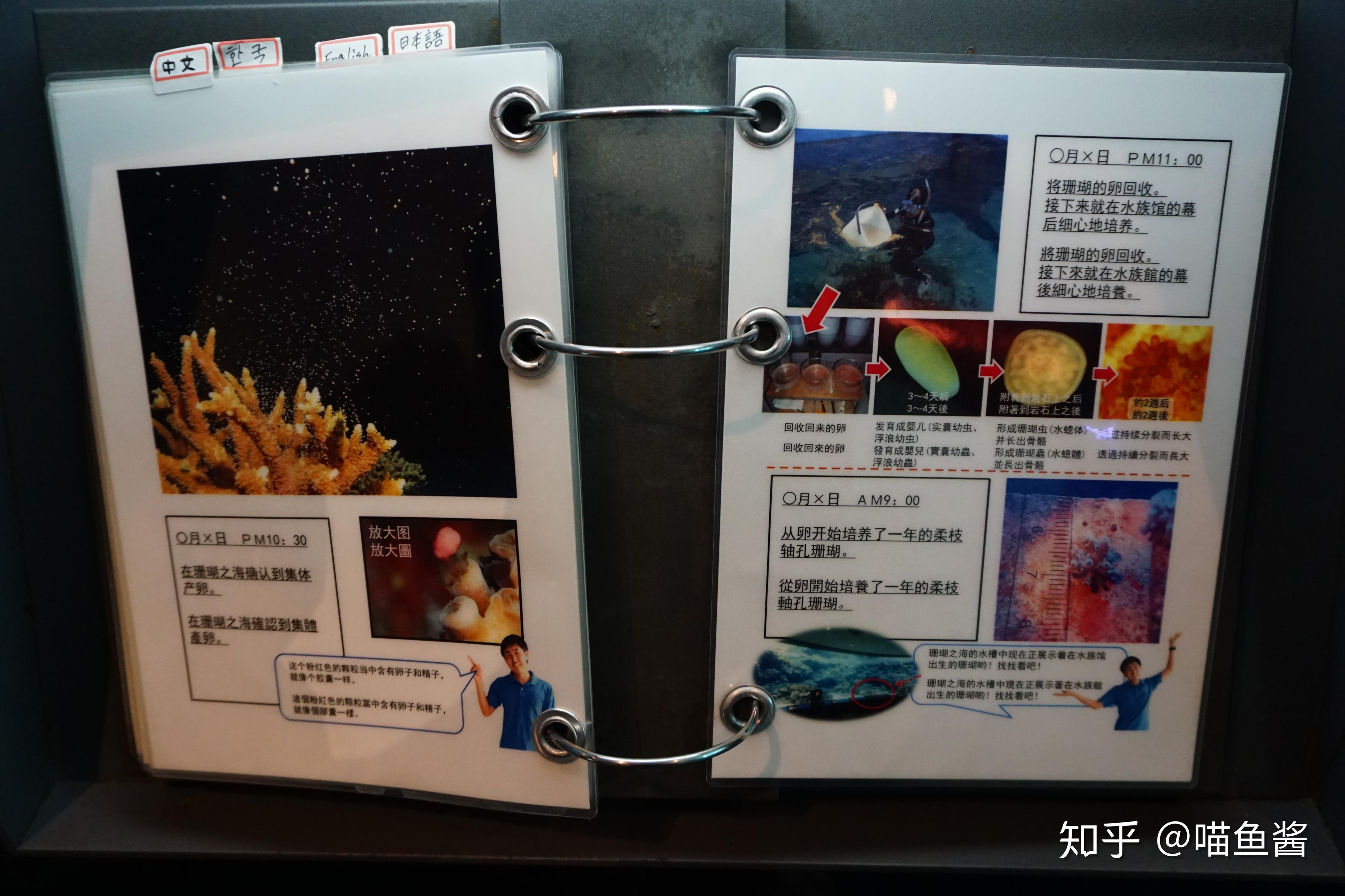 参观冲绳美丽海水族馆有感