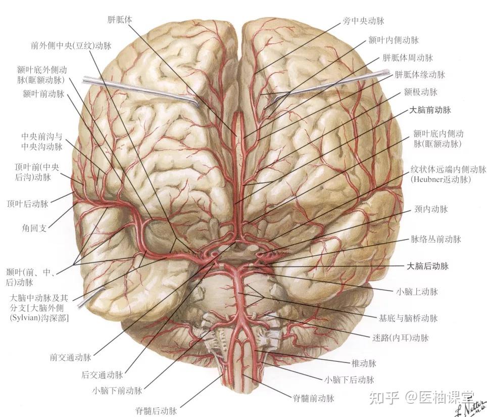 (3)大腦前動脈 anterior cerebral artery:在視神經上方,向前內行進入