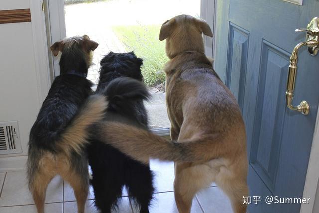 狗为啥喜欢摇尾巴 v2-2c5f000f3e3e03c7e984ef73807a7286_r.jpg