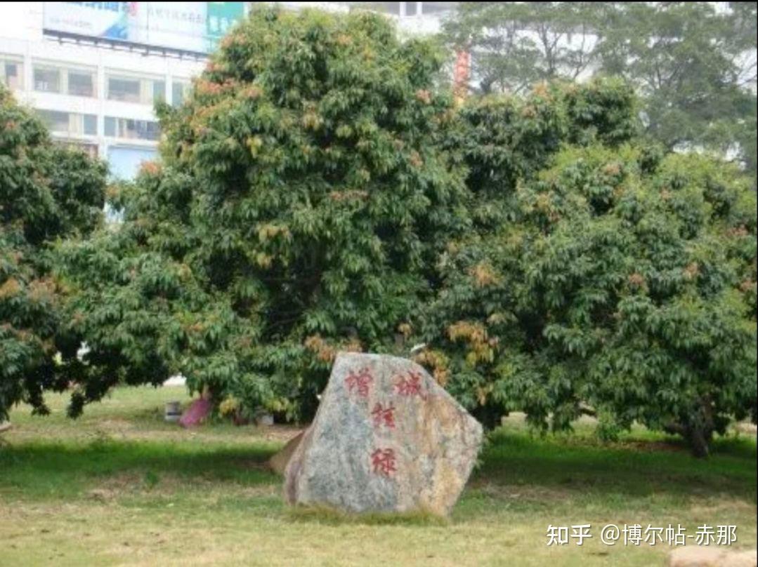 最贵的水果—增城挂绿荔枝 - 知乎
