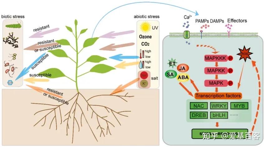 如何研究植物非生物胁迫中的转录因子?| 非生物胁迫专题 - 知乎