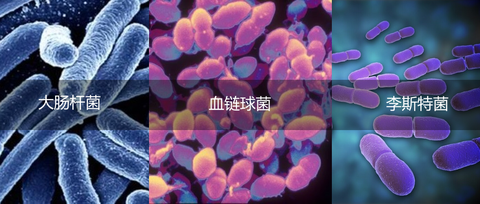细菌大盘点(二) | 葡萄球菌、沙门氏菌、弯曲杆菌 - 知乎