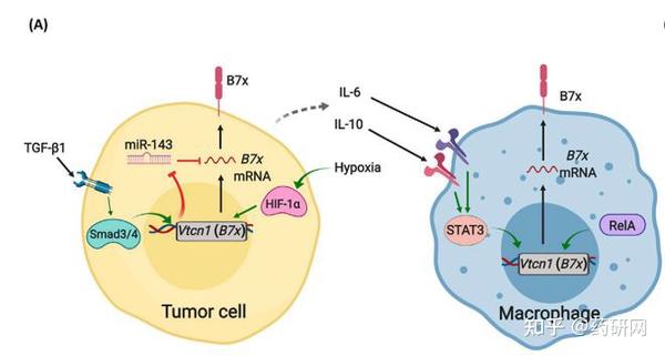 B7家族的泛癌种新星:B7-H4 - 知乎