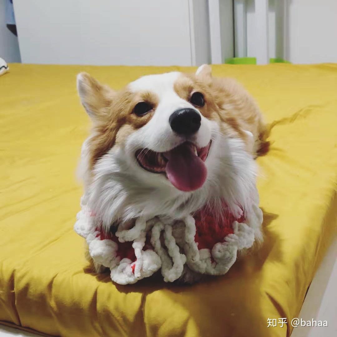 对没养过狗的人而言柯基好养吗?