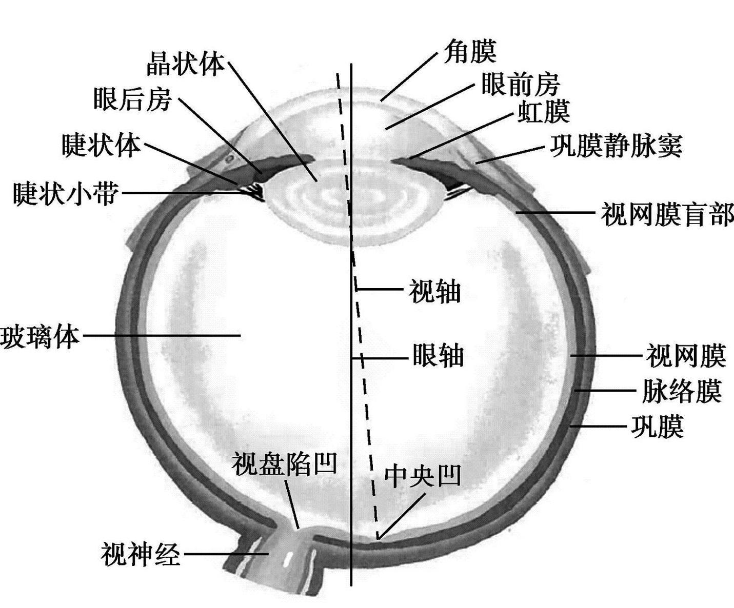 视交叉示意图图片