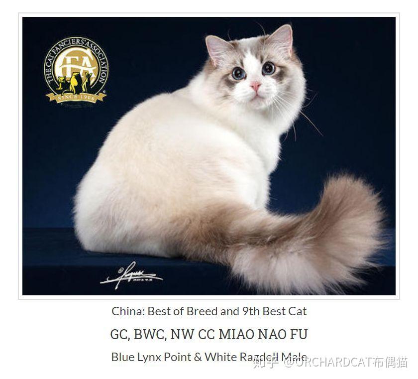 cfa18—20赛级布偶冠军猫