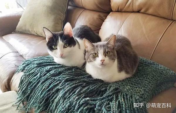 猫咪“揣手手”的6个意思，你知道几个呢？ - 知乎