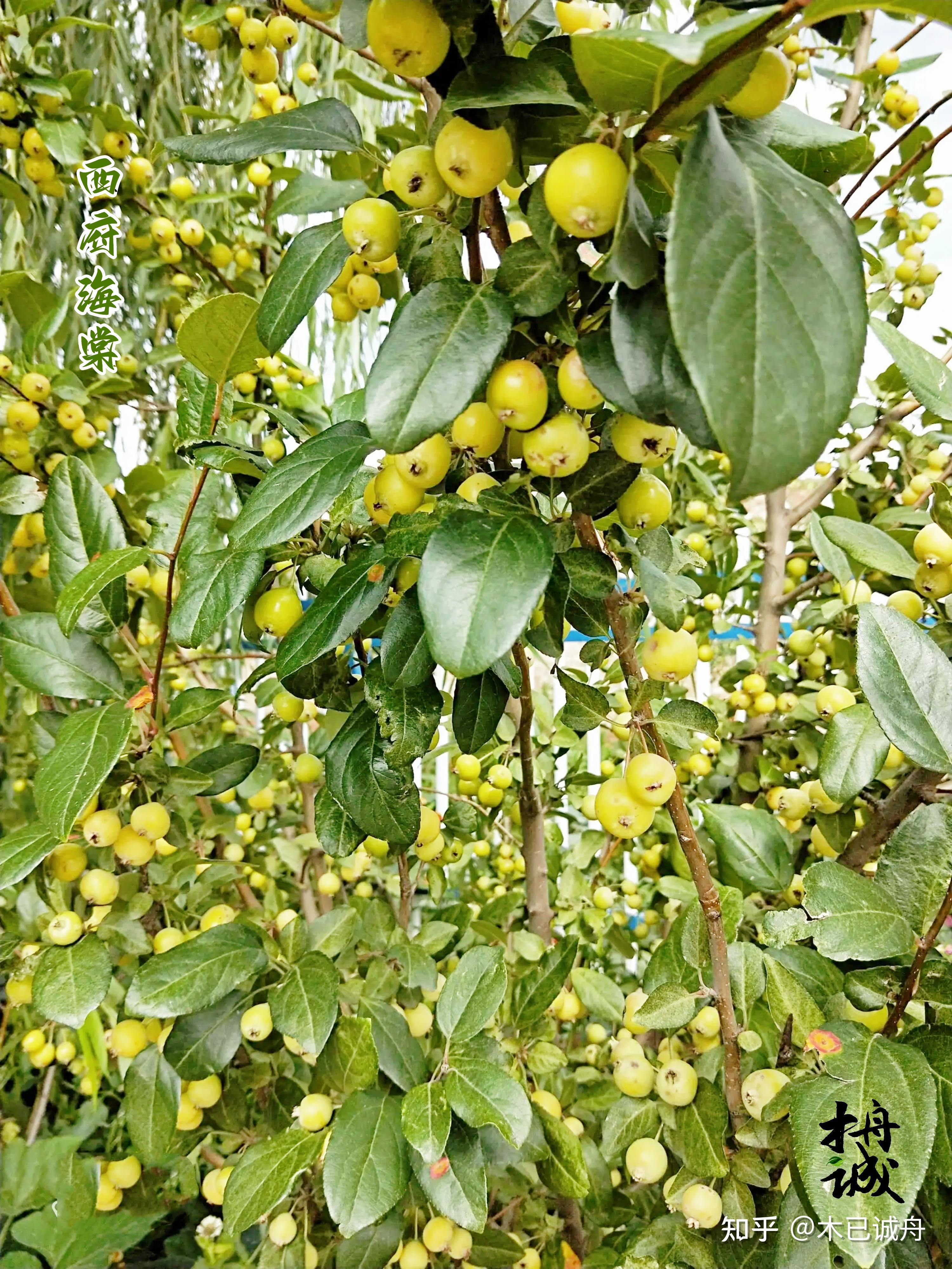 新疆天山雪水灌溉的海棠果，果然酸甜不涩__凤凰网