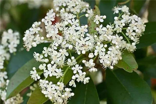 又是一年石楠花的季节，你会迎“楠”而上吗？ - 知乎