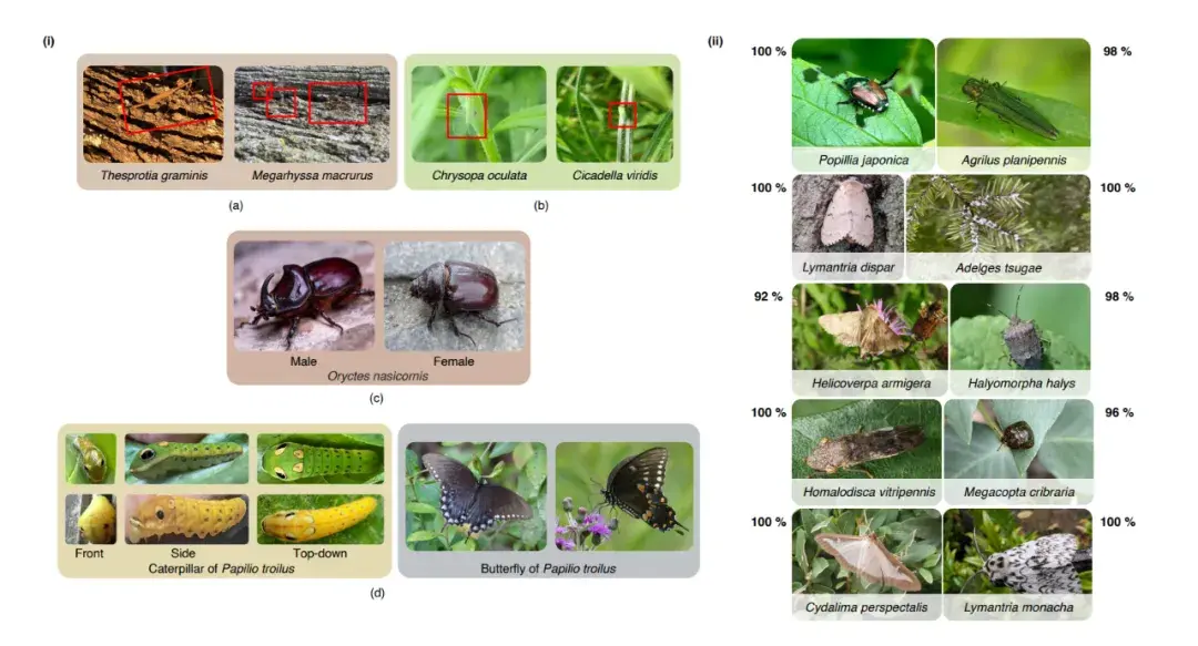 InsectNet：基于端到端机器学习管道实时识别昆虫 - 知乎