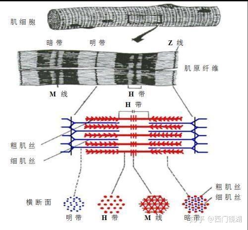 收肌结节图片