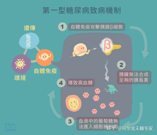 1型糖尿病自身抗体检测