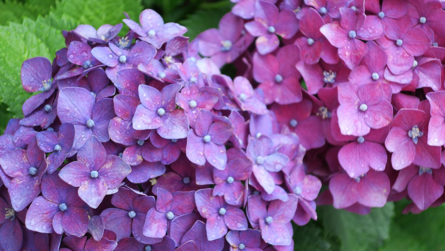 花見 六月的花开花谢 水無月の花見 知乎