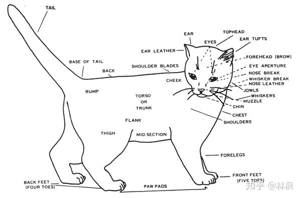 世面能看到的所有纯种猫简介 知乎