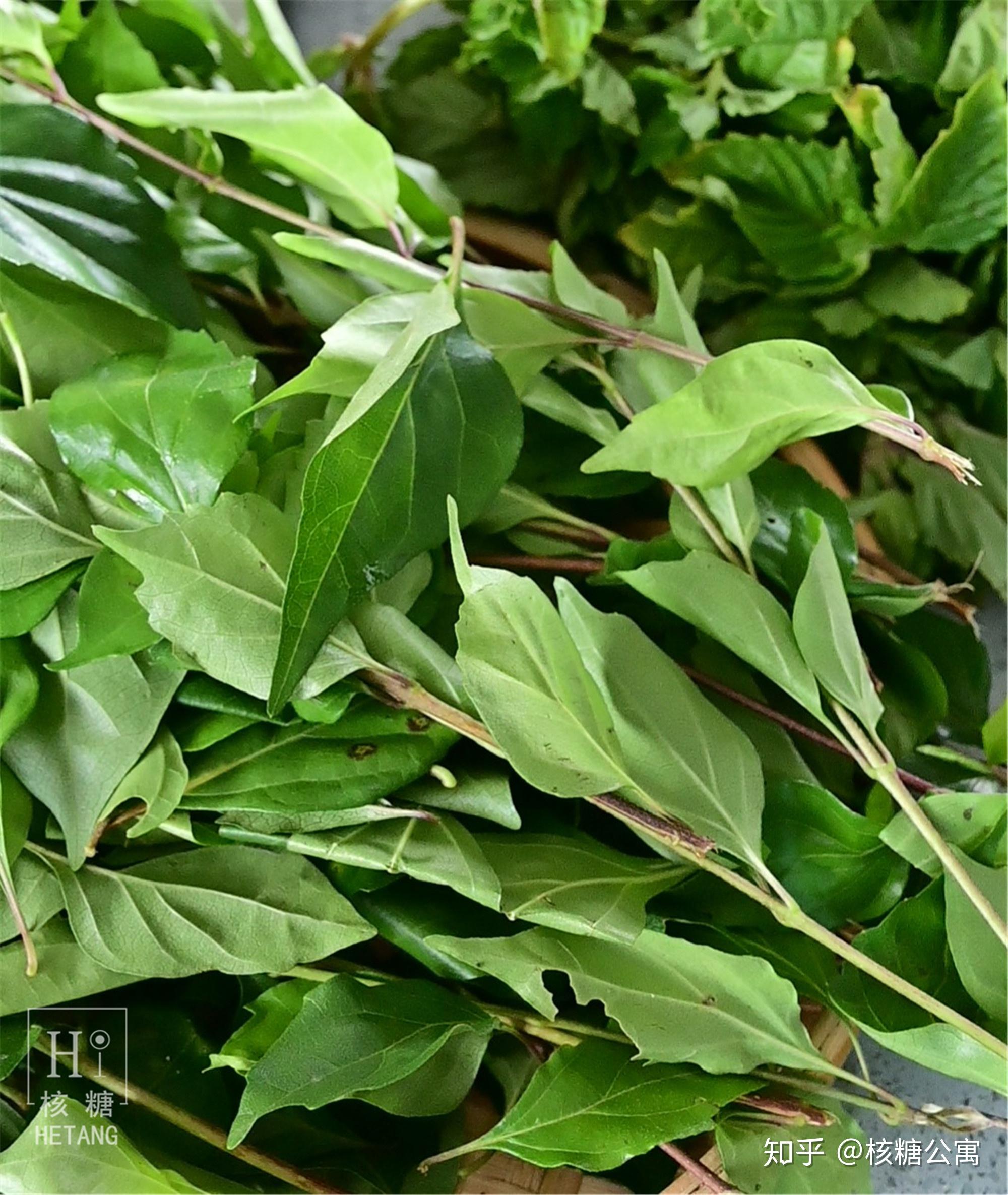 马鞭科豆腐柴属植物,也叫斑鸠树,臭黄荆