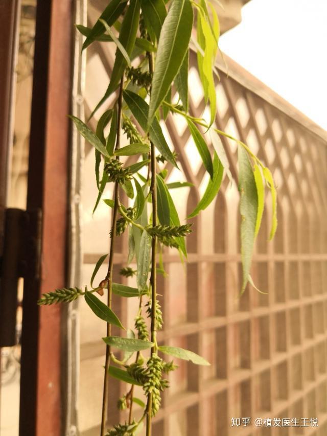 清明折柳治脱发这种偏方靠谱吗六旬专家告诉你