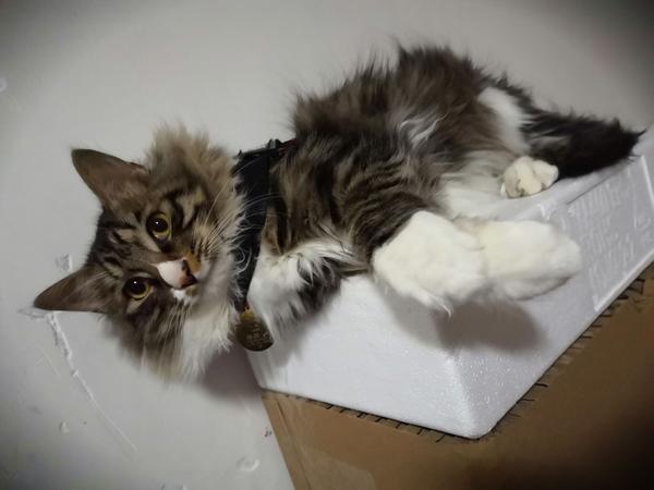 有人养长毛的狸花猫吗 真的长得像缅因猫吗 知乎