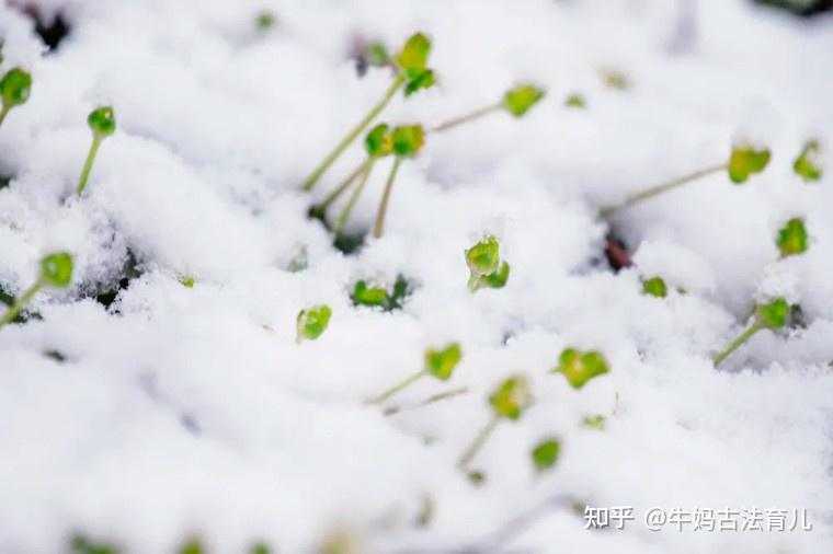 大雪养生|阳气归根的十五天,这些事再不做就晚了! - 知乎