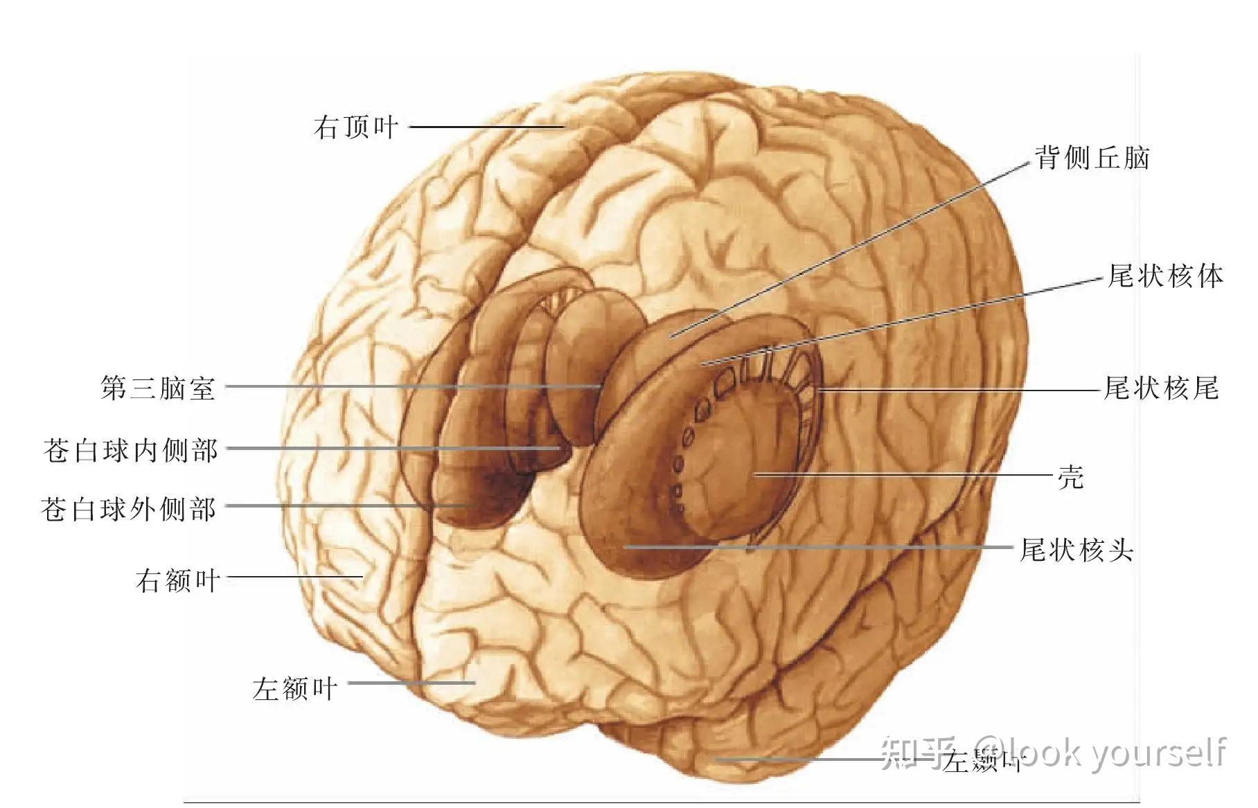 纹状体是cstc重要组成部分,它是基底节一个组成部分
