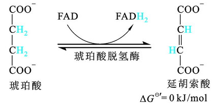 生物考研生化知识点55三羧酸循环的全部反应
