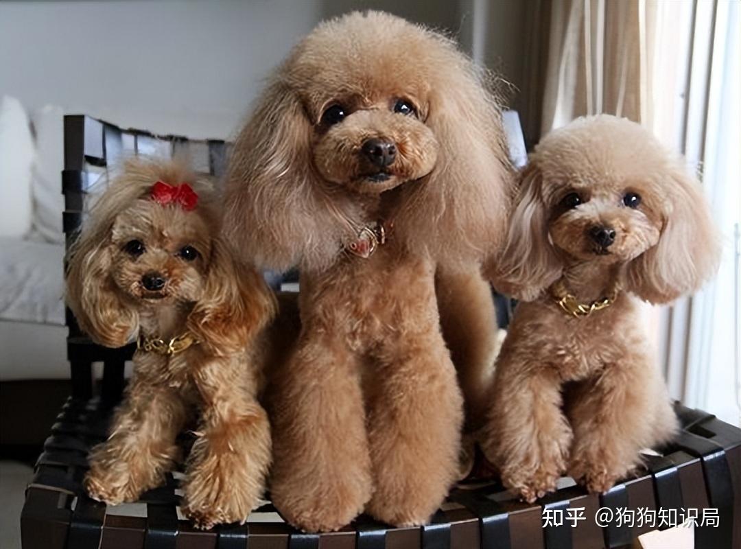 巨可爱贵宾犬出售，一黑一黄两只，大眼睛，黑鼻头，毛色好 - 桂林宠物交易信息 - 桂林二手市场