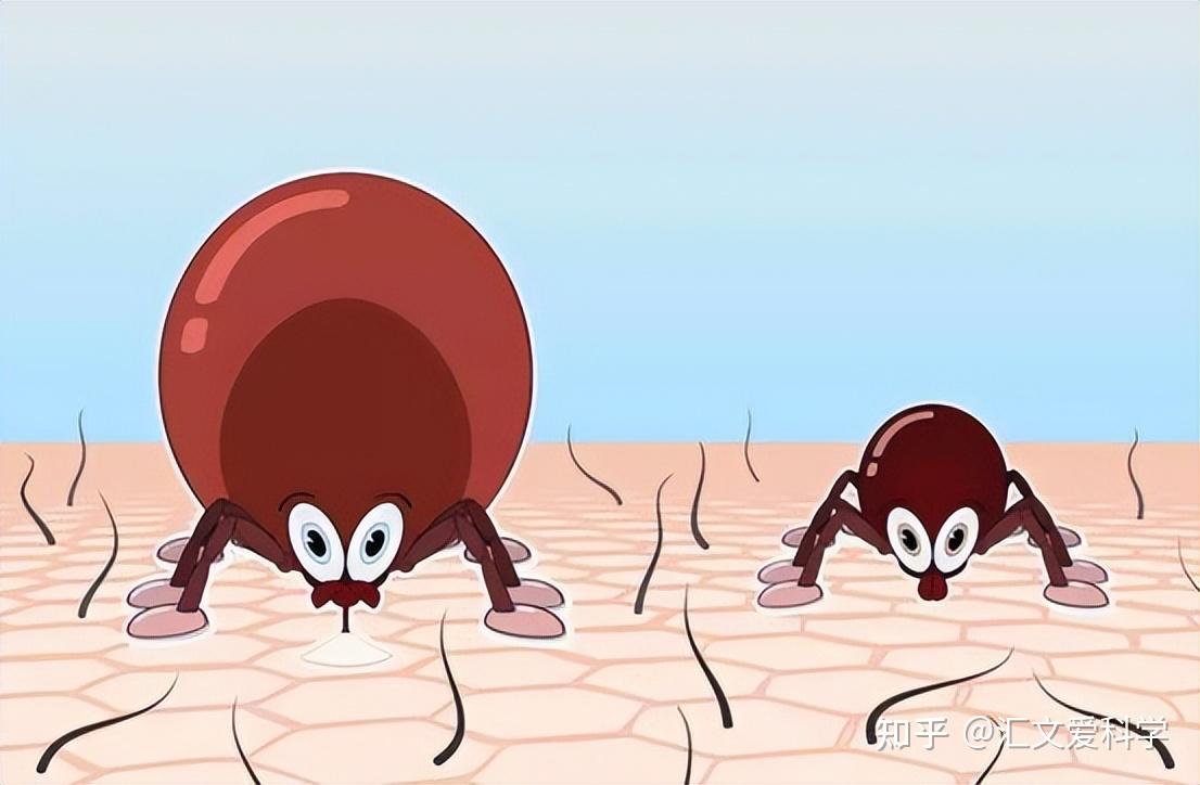 致死率达30%！小小蜱虫反常可怕，被咬后的自救方法