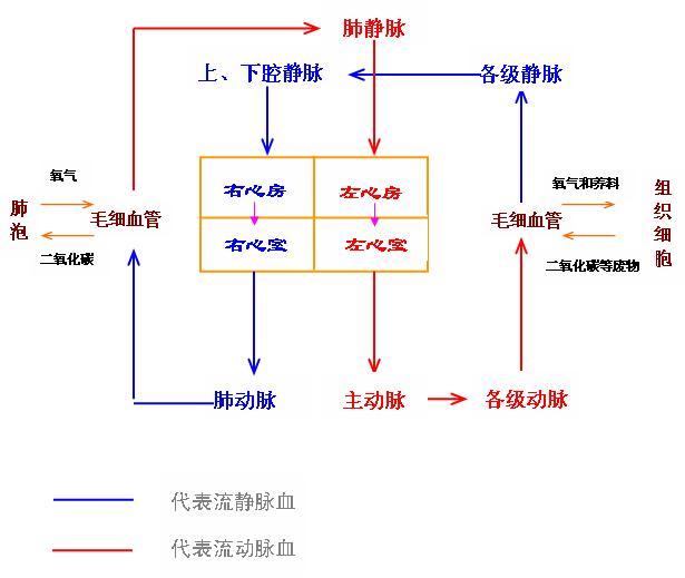 血液循環系統:心臟和血管構成的循環系統讓血液在體內週而復始的沿一