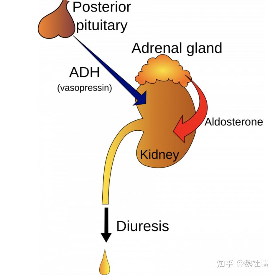 抗利尿激素分泌不當綜合徵siadh加壓素分泌不當綜合症