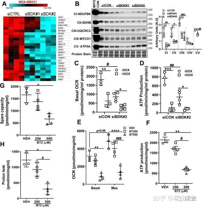 看懂此文7分cdd随意发乳腺癌阿霉素关键基因影响线粒体增敏机制