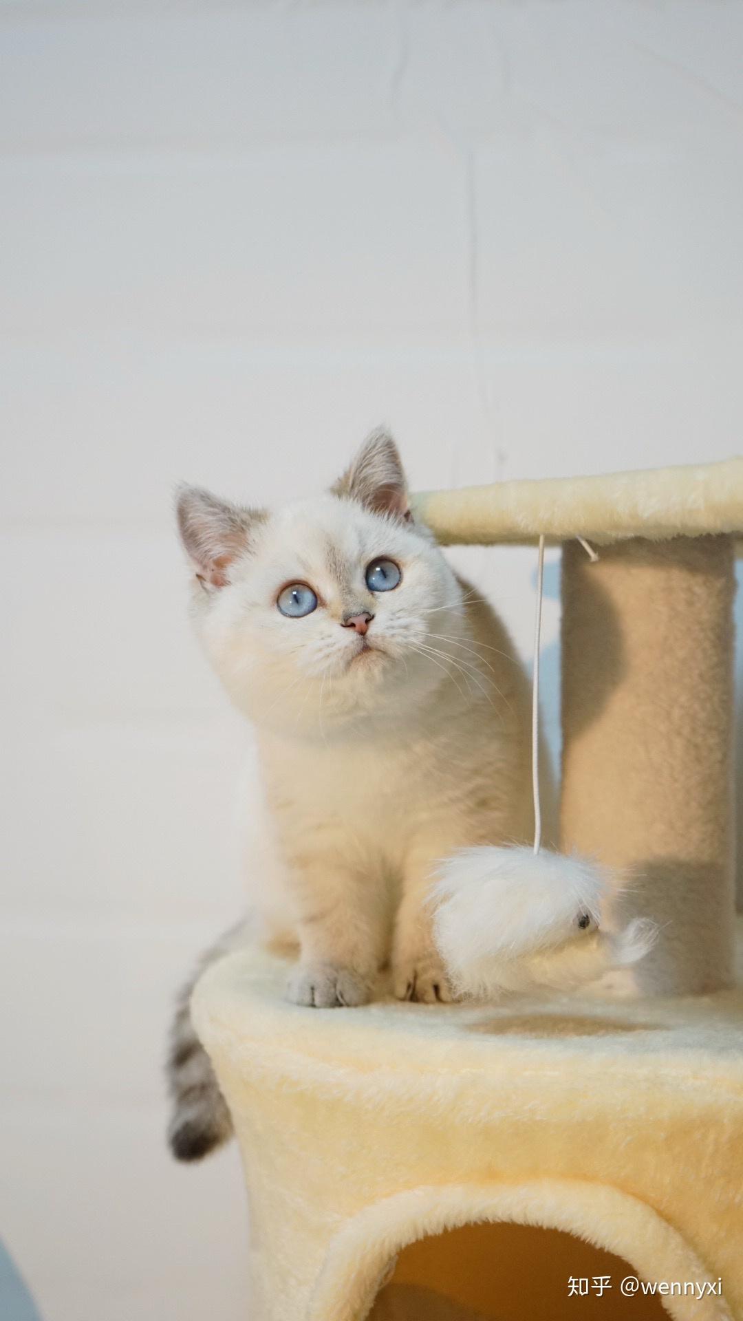 还给范糊糊拍了"三个月留影",纪念小奶猫范糊糊三个月大啦!