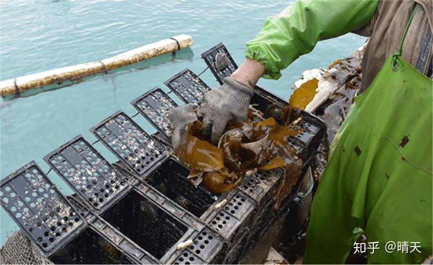 吴杰是该村的鲍鱼养殖大户,养殖了100多万粒的鲍鱼,同时还拥有自己的