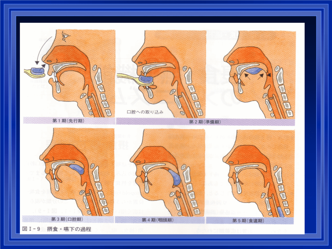 吞咽相关肌群运动包括颊肌训练,喉上提训练,舌部训练,发音运动训练
