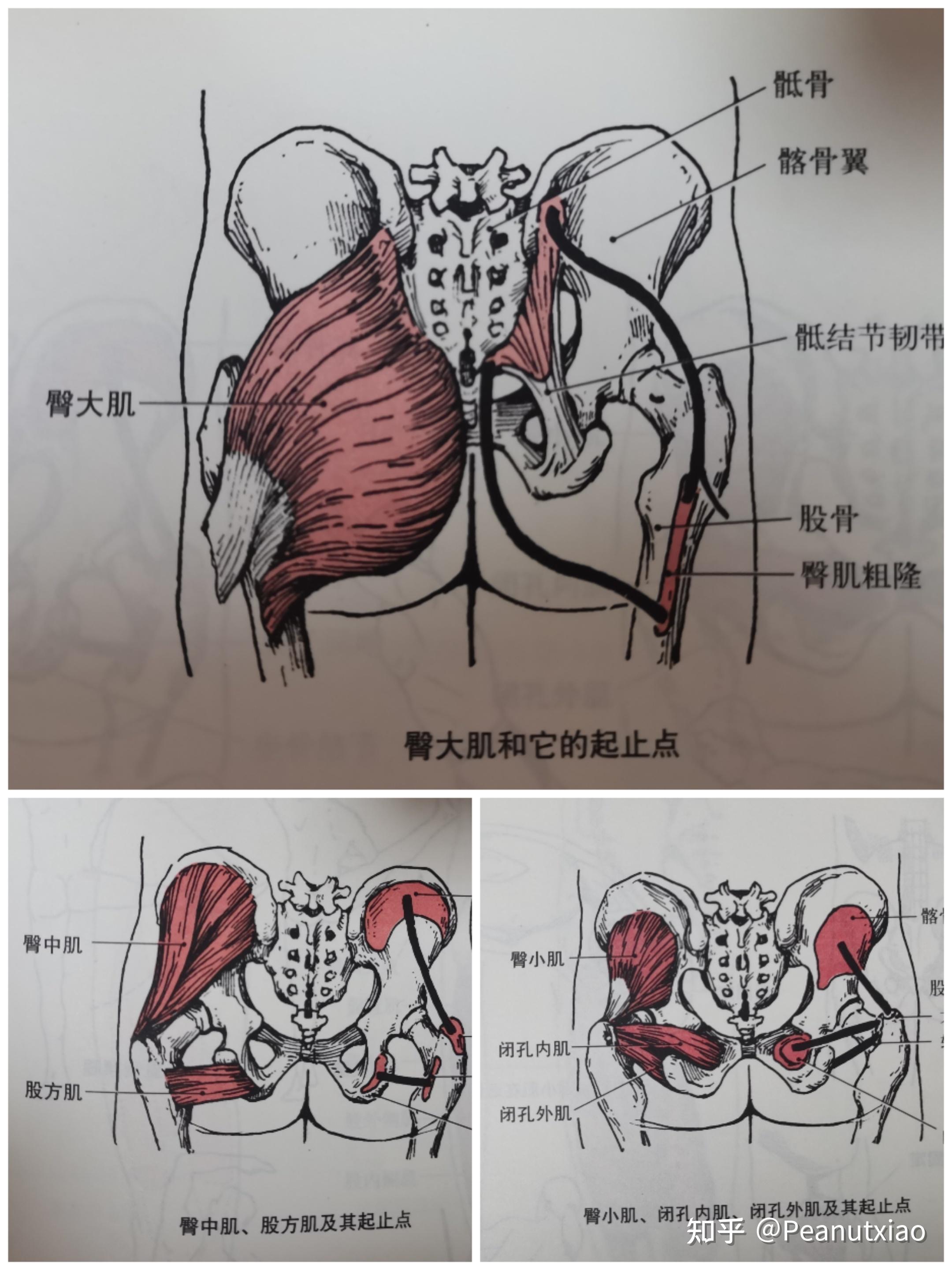 适合女生的健身方法（2）臀部训练 知乎 