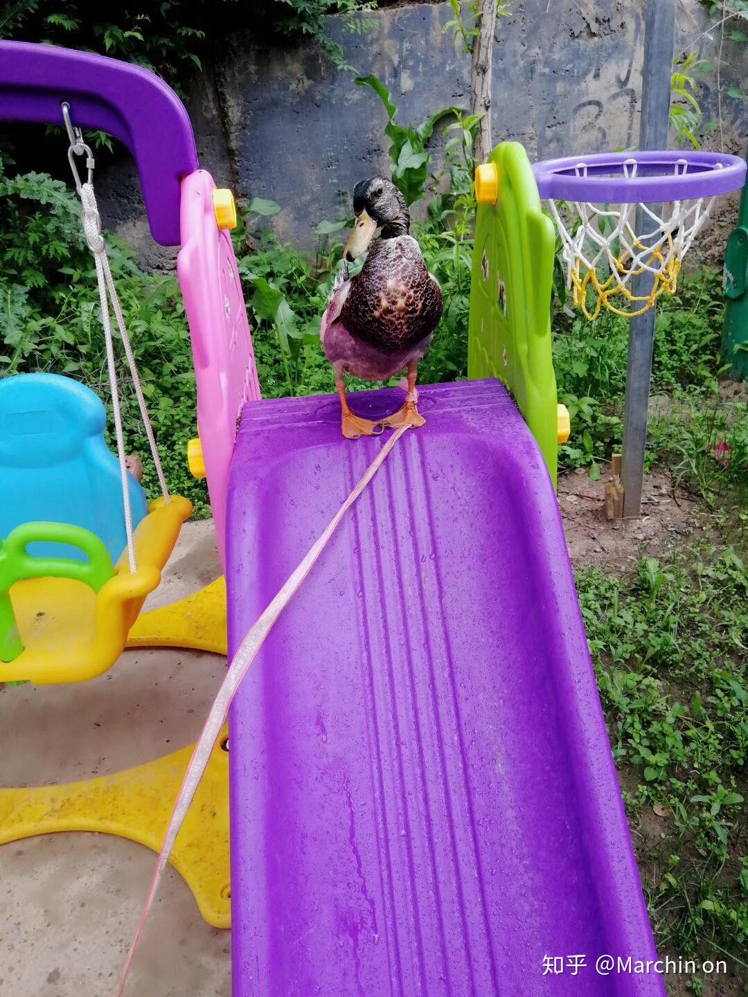 养小鸭子做宠物是什么体验?