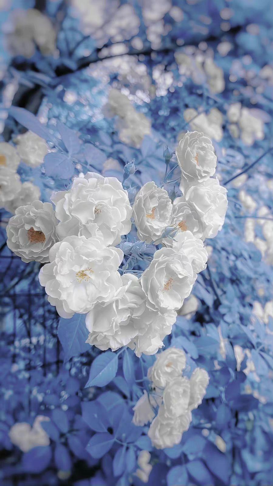 有哪些好看的纯花朵壁纸