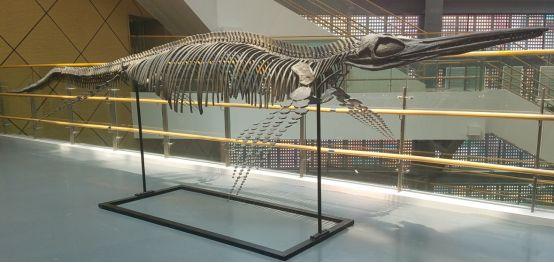 中国宣州魚化石 中国宣州魚化石 2亿年前鱼化石将拍卖——中国青年网