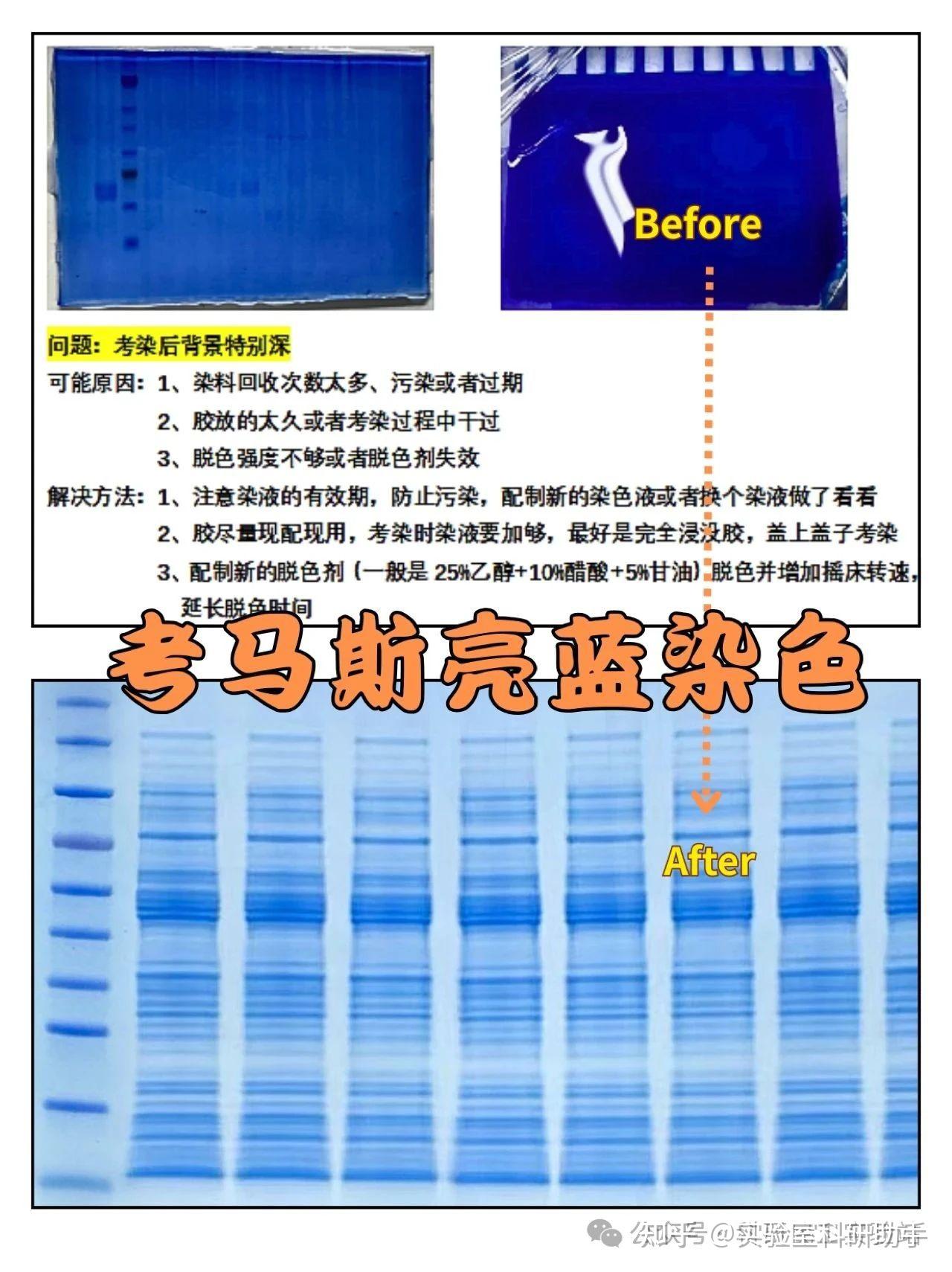 考马斯亮蓝如何只染蛋白不染胶? - 知乎