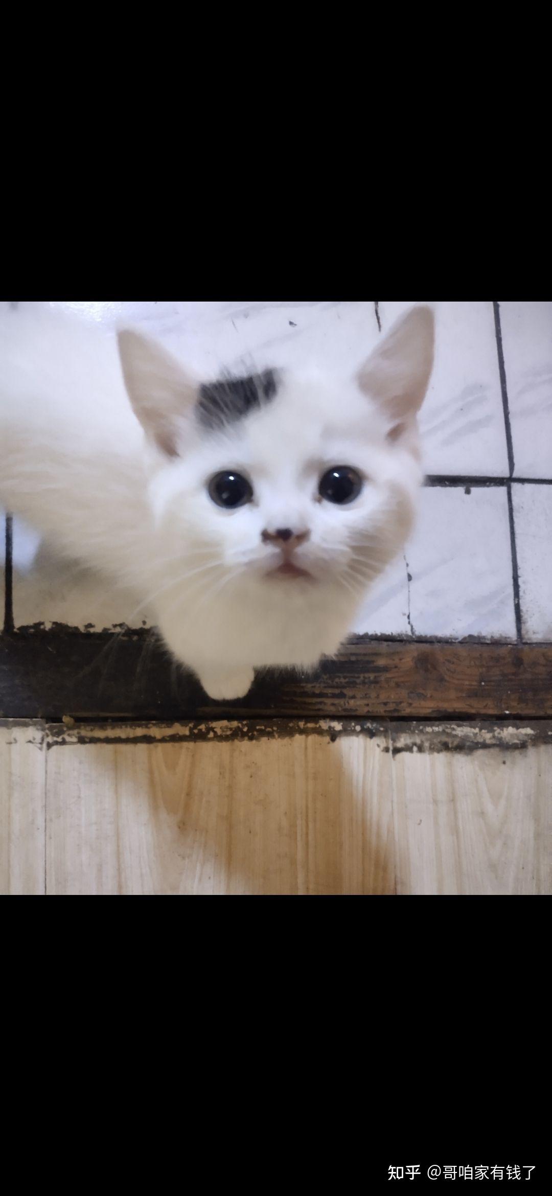 800买的英短梵色猫大家帮看看值不值