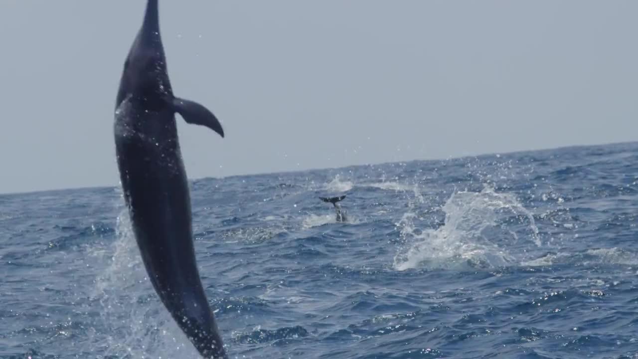 视频野生动物猎豹(猫科动物)相关推荐 1:42长吻飞旋海豚搜罗百科solot