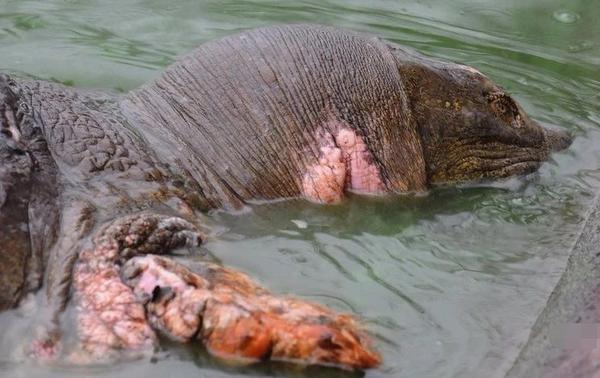 中国最后一只雌斑鳖:传宗接代太难了,我走了