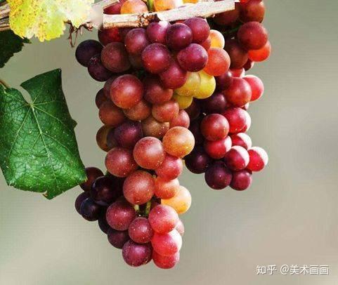 葡萄花图片简笔画 葡萄酒夜光杯全诗 葡萄美酒夜光杯