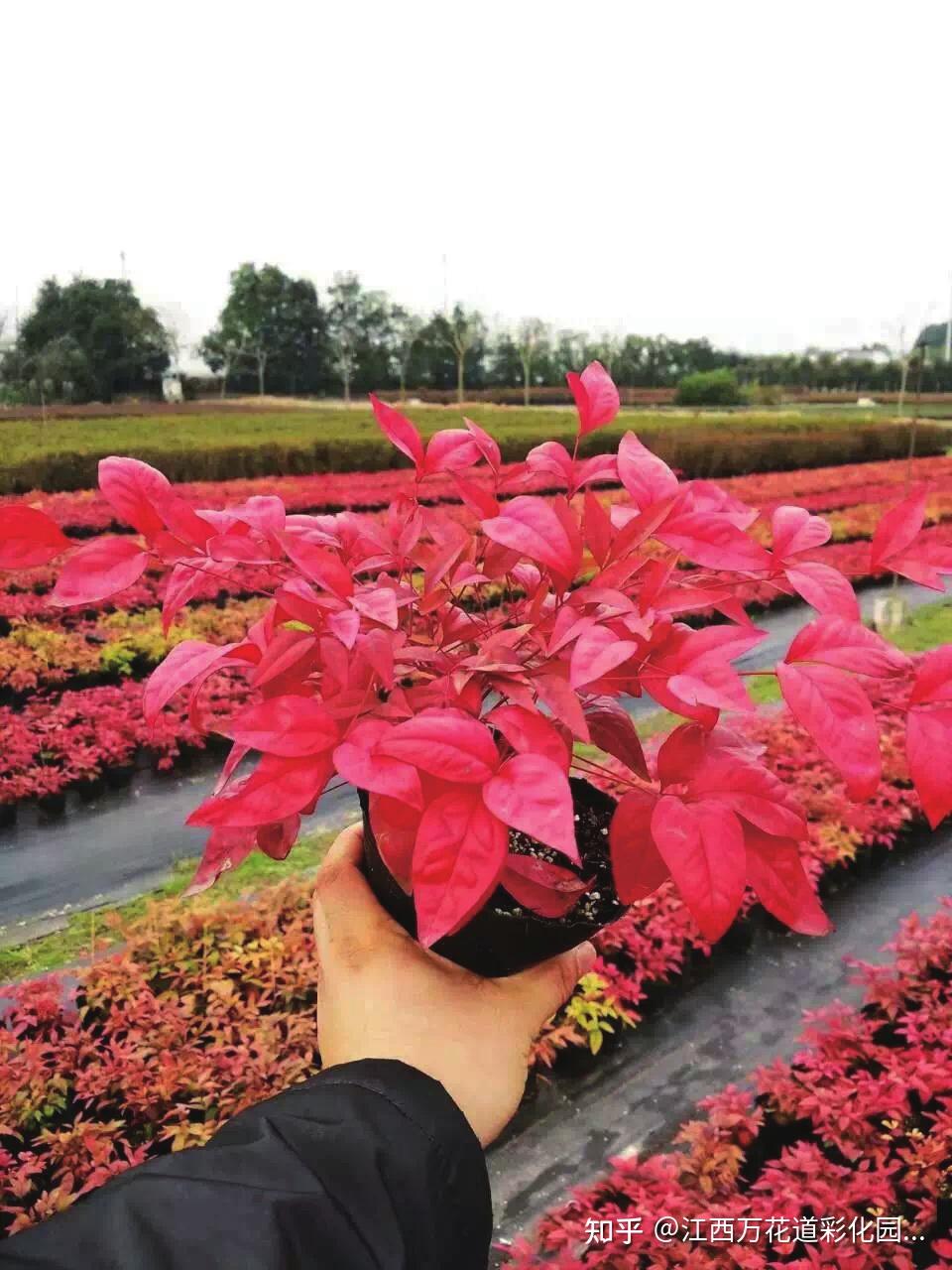 冬红南天竹冬天红叶代表色块苗