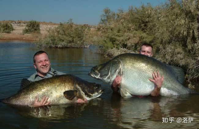 世界最兇猛淡水魚有哪些食人魚未上榜