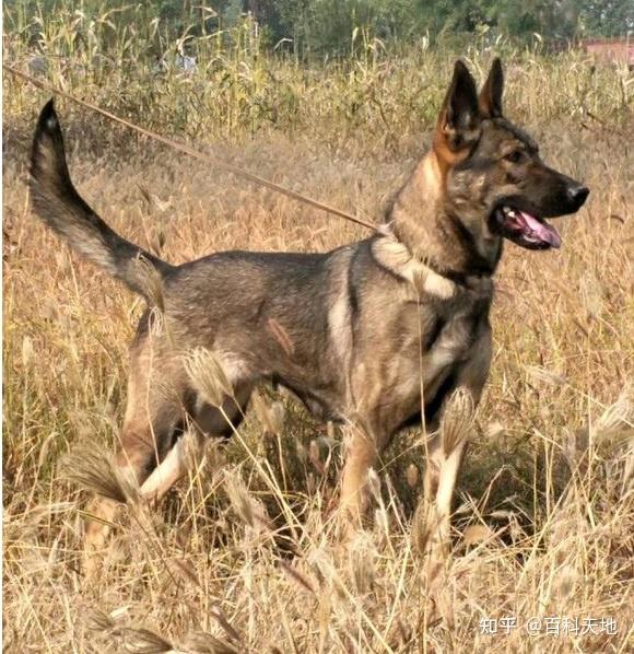 狼青品系的昆明犬,与强悍霸气的狼青犬相比,更上一城楼! - 知乎