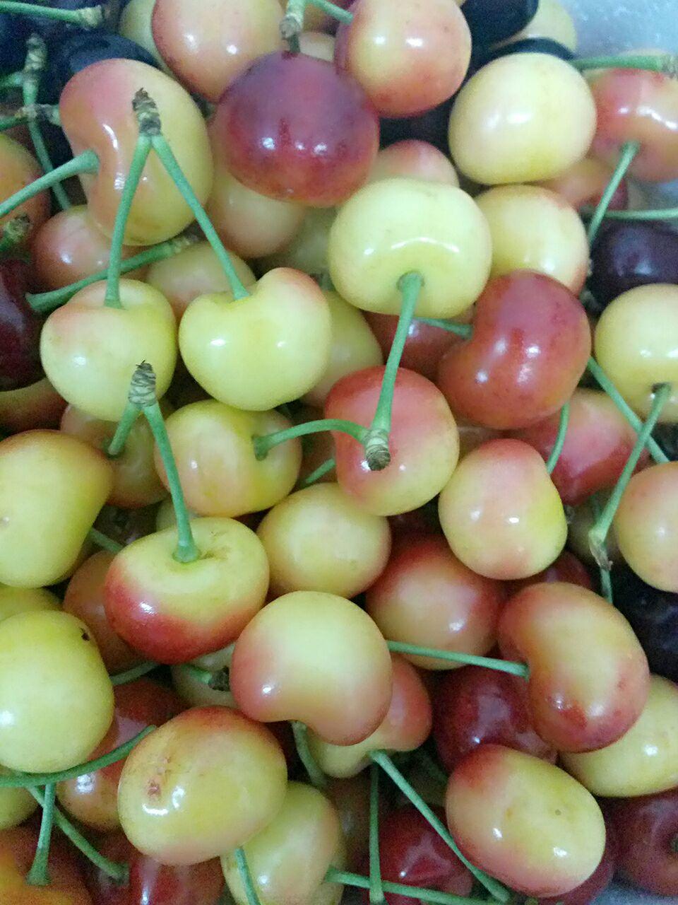 哪里产的樱桃好吃?