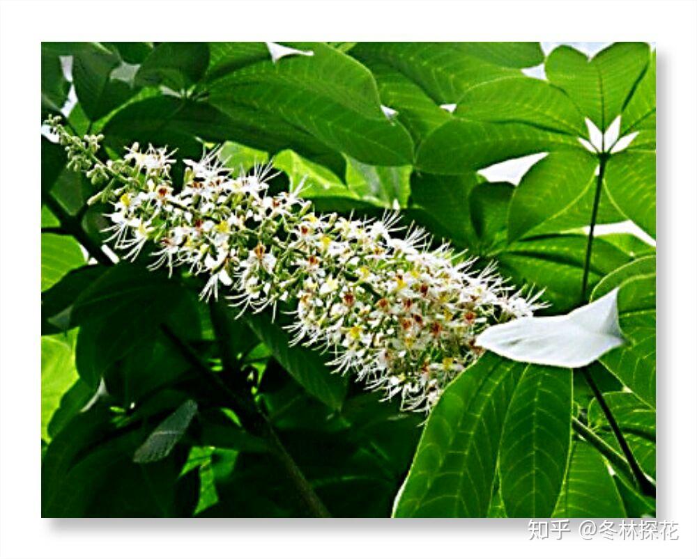 5月21日的生辰花娑罗花
